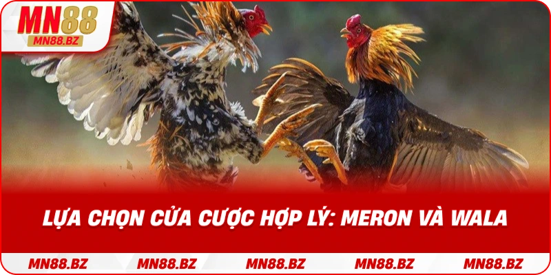 ➡️ Mẹo chọn cửa cược chính xác giữa meron và wala trong mỗi trận