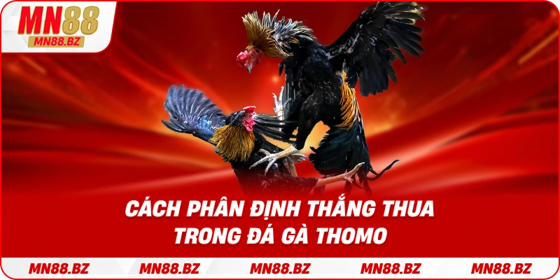 Quy tắc xác định kết quả thắng thua trong mỗi trận đá gà Thomo