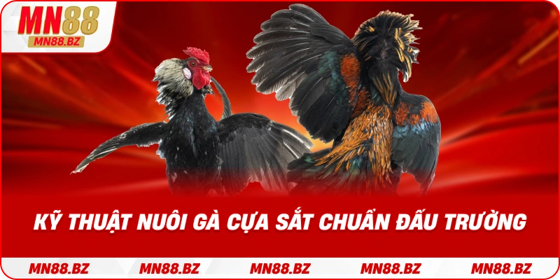 Phương pháp chăm sóc và huấn luyện gà đá đạt phong độ cao nhất