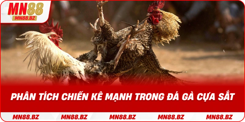 Cách nhận biết và đánh giá chiến kê có sức thi đấu vượt trội trong đá gà cựa sắt